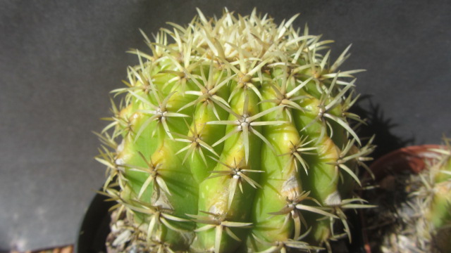 Echinocactus grusoni intermedius