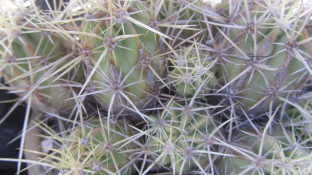 Echinocereus <br>sp