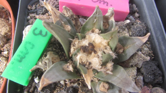 Ariocarpus <br>hybrid f2 aga x furf