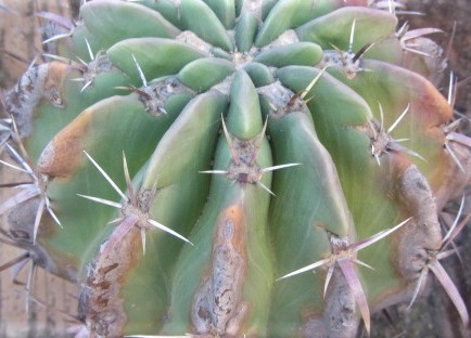 Ferocactus <br>latispinus spiralis