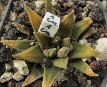 Ariocarpus <br>trigonus