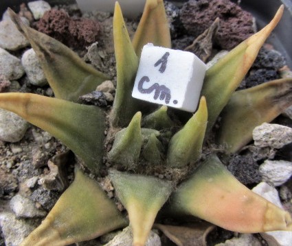 Ariocarpus <br>trigonus