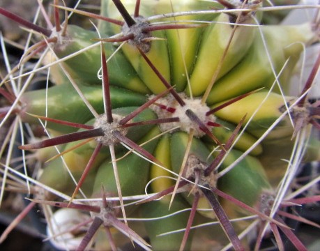 Ferocactus <br>gracilis gatesi variegato