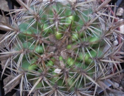 Ferocactus <br>viridesces fma