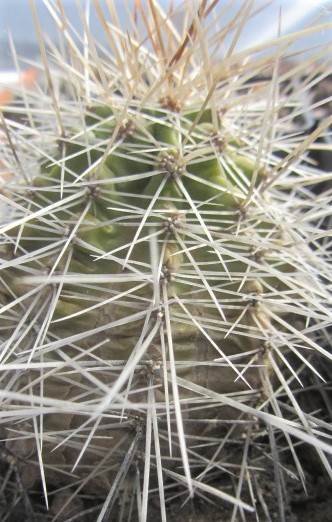 Echinocereus <br>sp