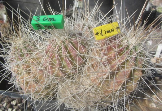 Echinocereus <br>conglomeratus