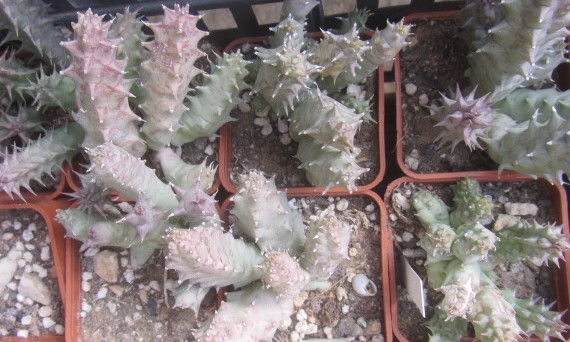 Huernia <br>sp 