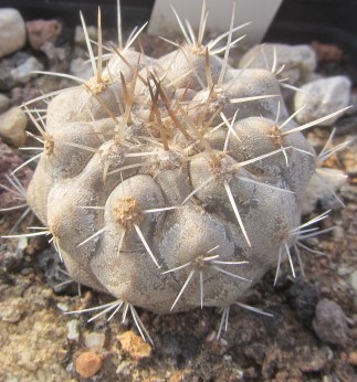 Copiapoa cinerea albispina | Cactus - Buy on Big-Cactus.com