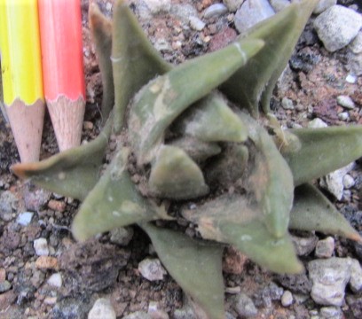 Ariocarpus trigonus