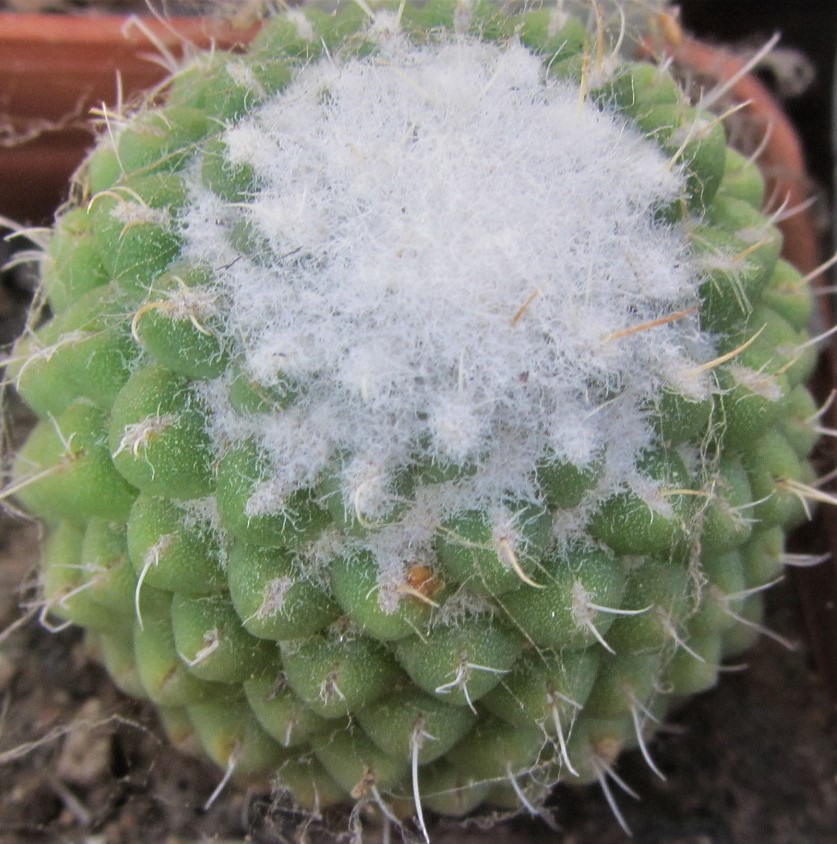 Mammillaria cv. uni pico