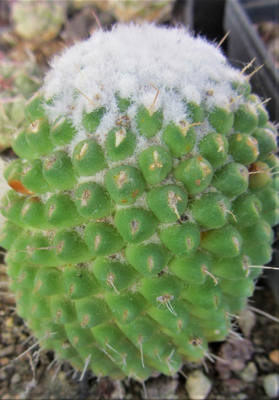 Mammillaria <br>cv uni pico