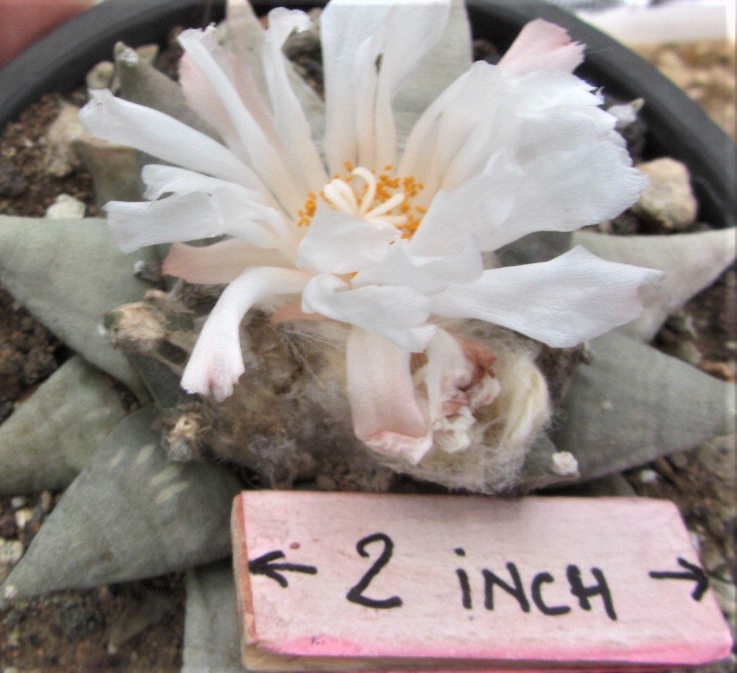 Ariocarpus <br>retusus