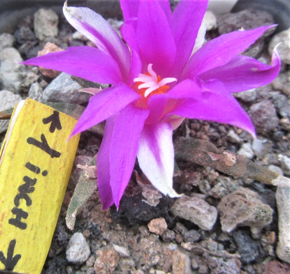 Ariocarpus agavoides