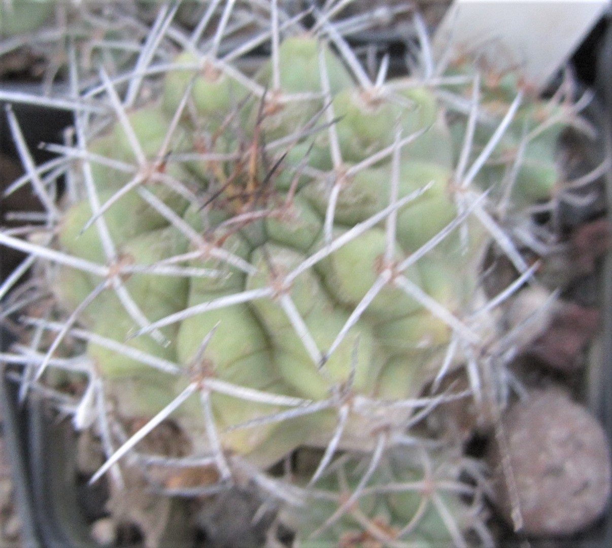 Matucana <br>paucicostata senilis