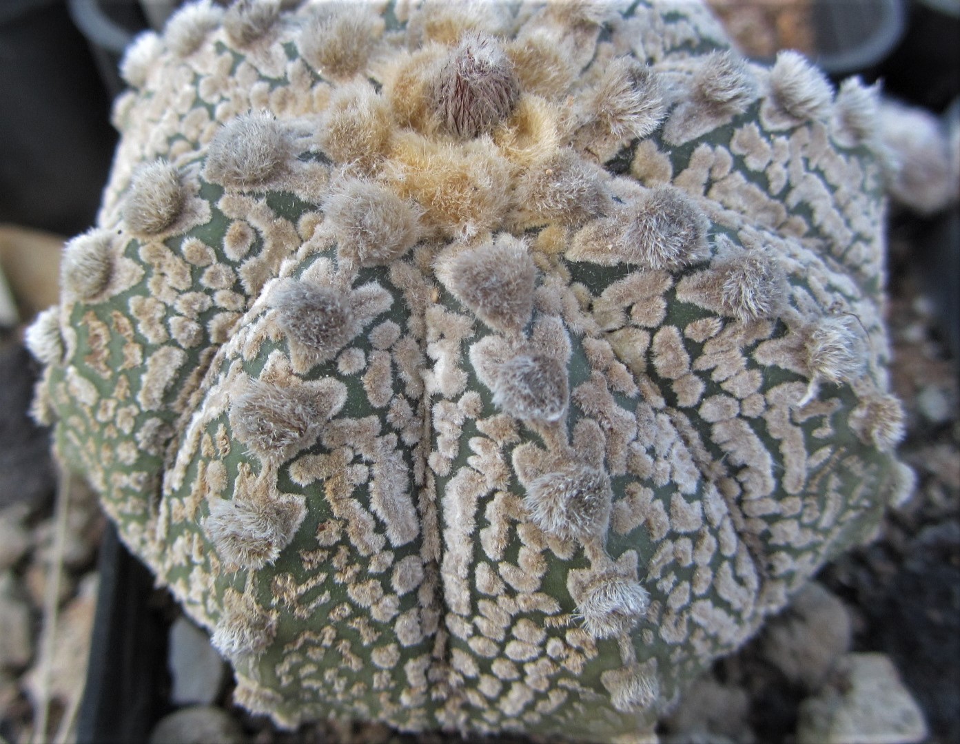 Astrophytum cv f3 capas