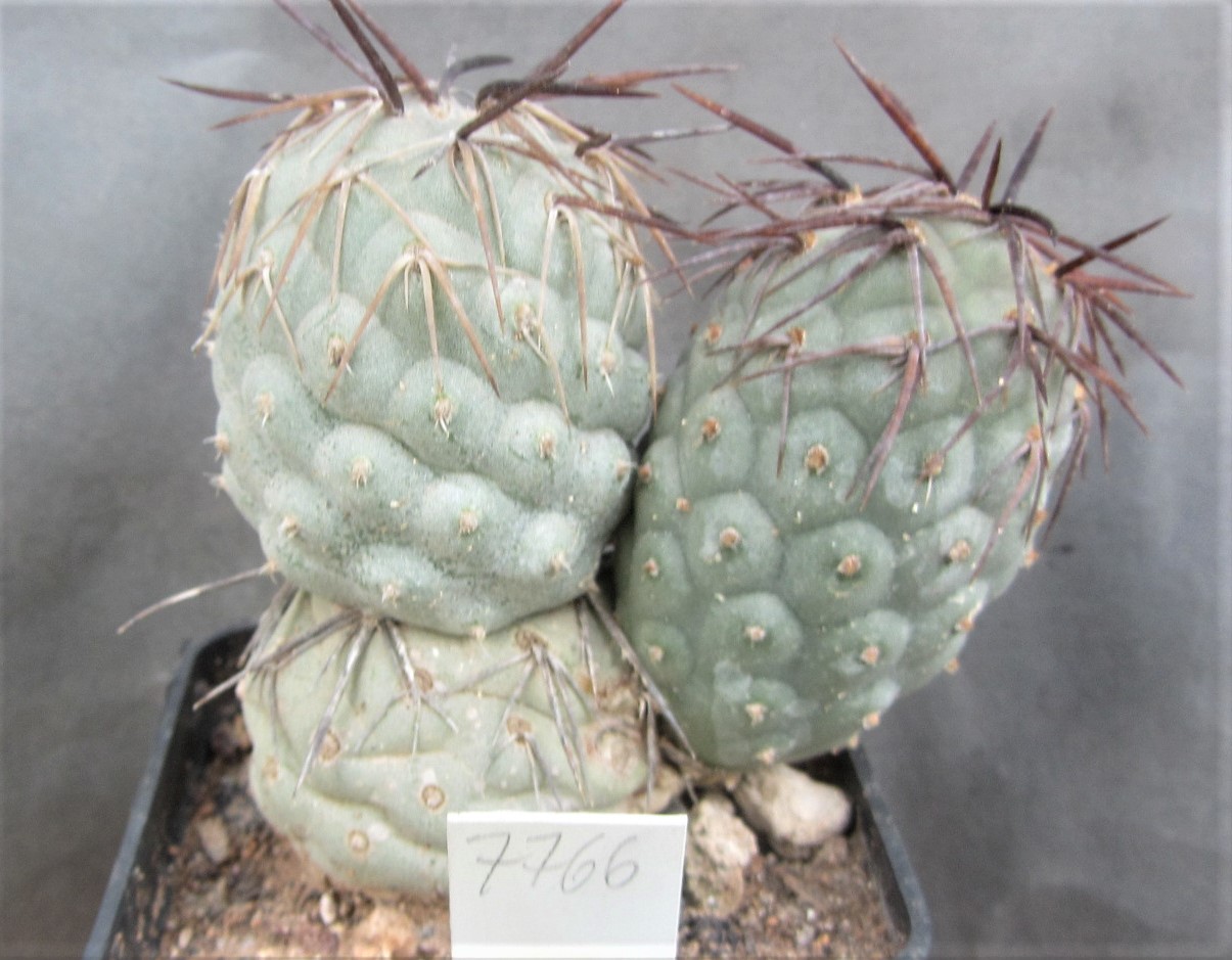 Tephrocactus <br>geometricus