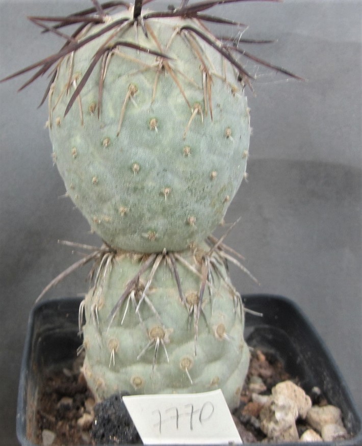 Tephrocactus geometricus