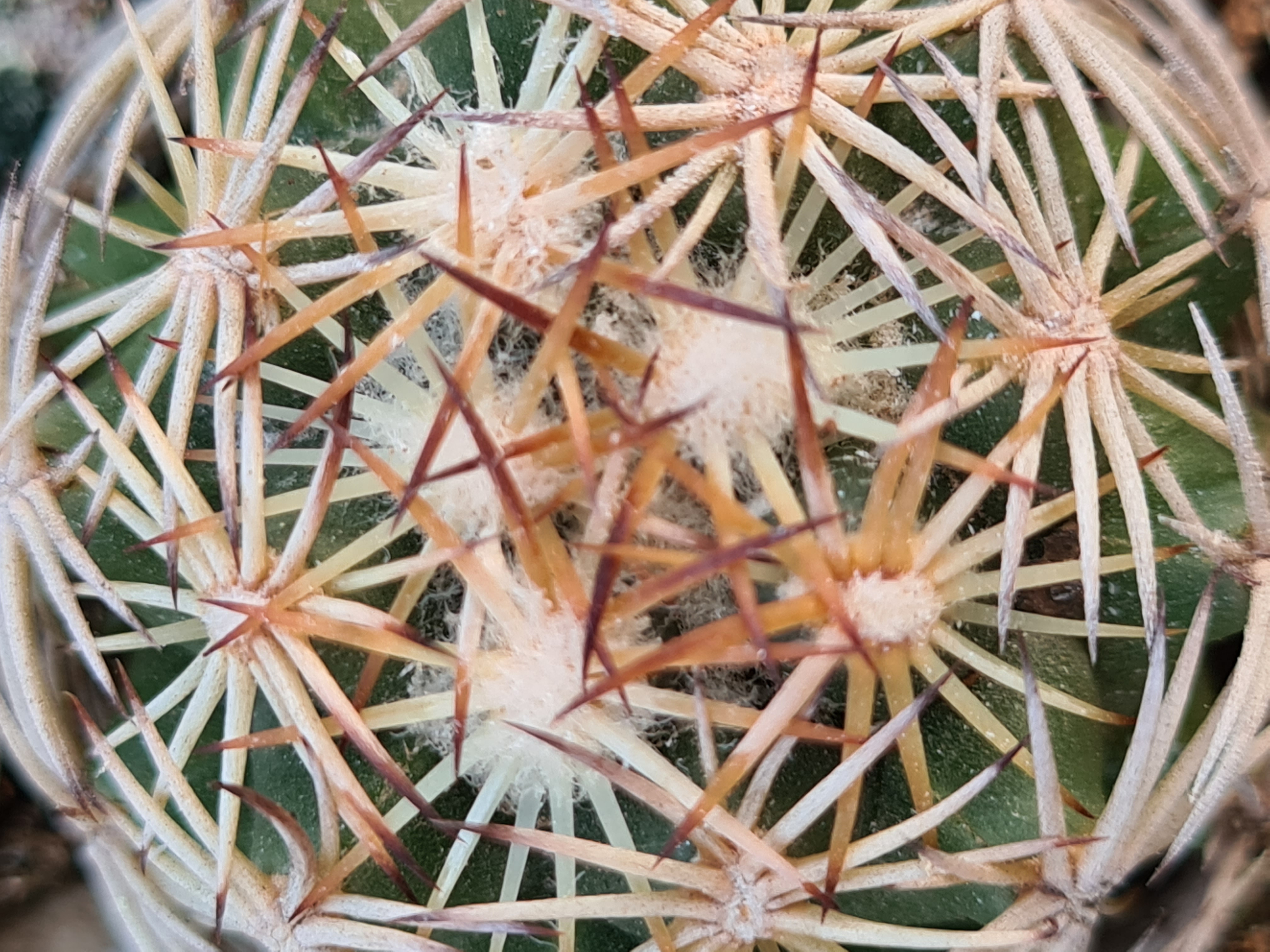 Coryphantha sp