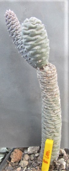 Tephrocactus articulatus strobiliformis