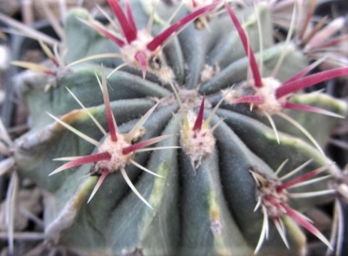 Ferocactus <br>latispinus