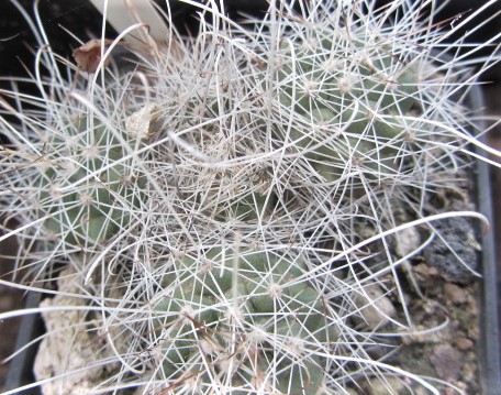 Mammillaria <br>setispina