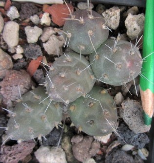 Tephrocactus russelli