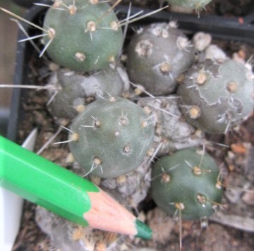 Tephrocactus russelli