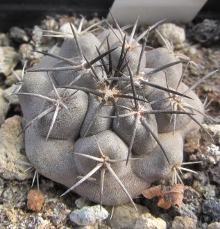 Copiapoa sarcoana