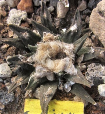 Ariocarpus <br>cv f2 x aga-ret