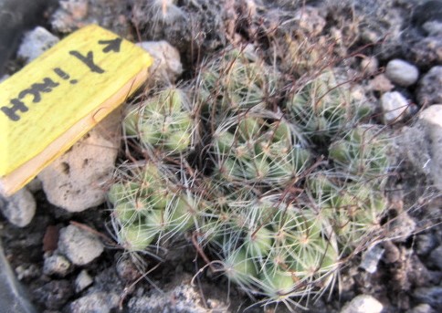 Mammillaria <br>surculosa