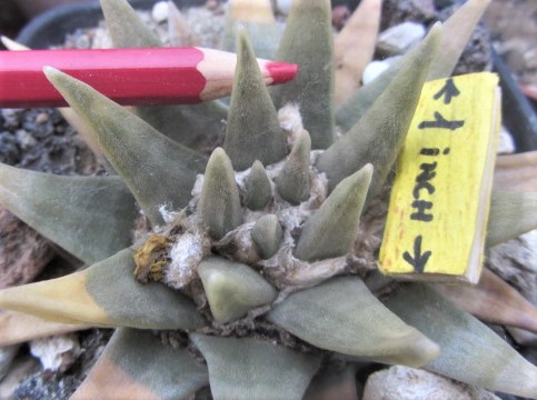 Ariocarpus <br>trigonus