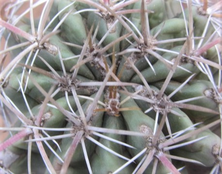 Ferocactus <br>viridescens