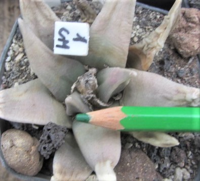 Ariocarpus <br>retusus elongatus