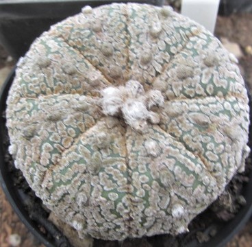 Astrophytum kabuto select