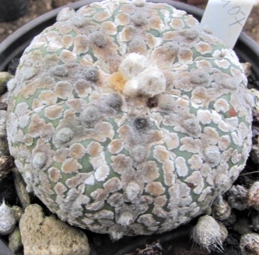 Astrophytum <br>kabuto select