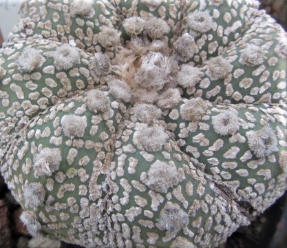 Astrophytum kabuto select