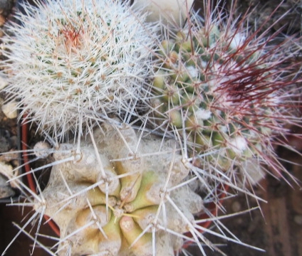 Mammillaria tris spp