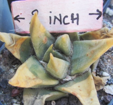 Ariocarpus <br>trigonus