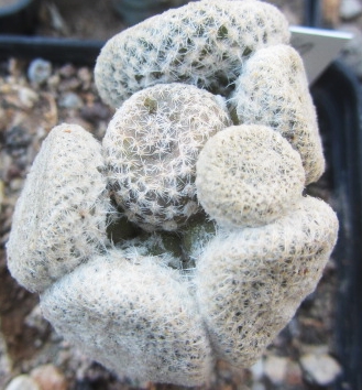 Puna clavaroides