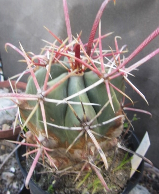 Ferocactus sp